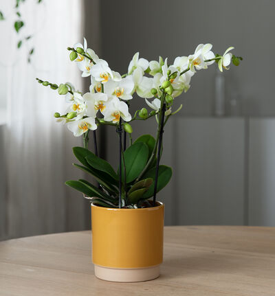 Hvit orkidé Bouquetto i okergul potte